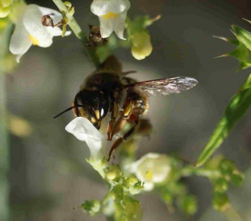 Réf. 266 253 : Anthidium sp.